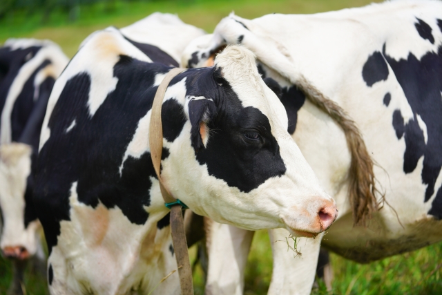 畜産業にIT導入やブランド化！　「ものづくり補助金」2020